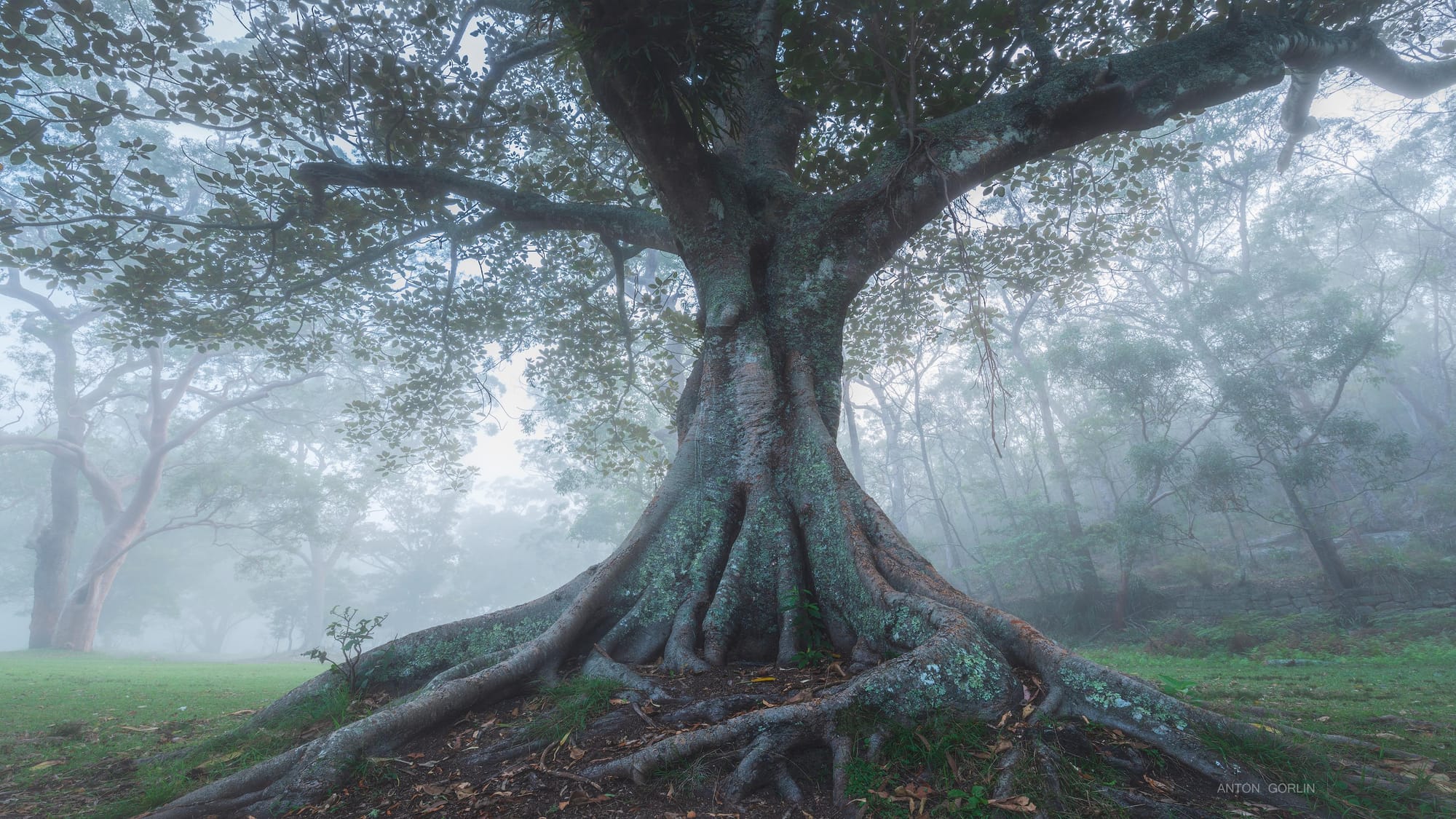 The Thin Silence